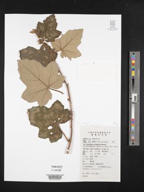 Rubus alceifolius image