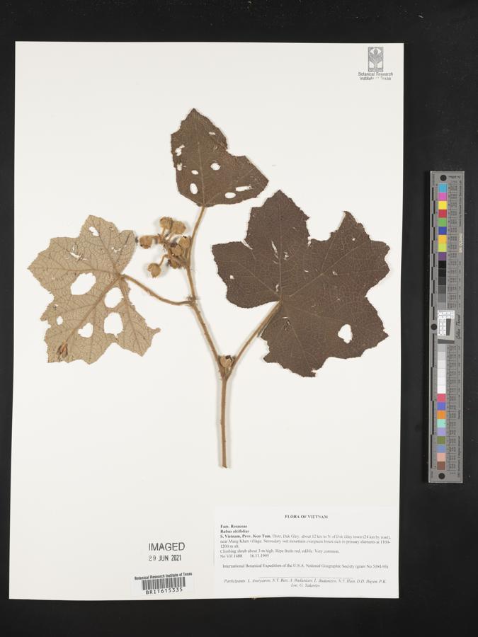 Rubus alceifolius image