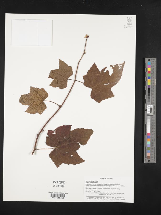 Rubus annamensis image