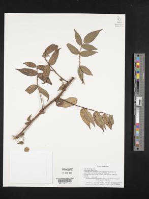 Rubus asper image