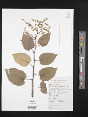 Image of Rubus chroosepalus