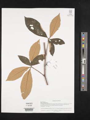 Rubus cochinchinensis image