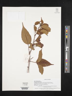 Rubus leucanthus image