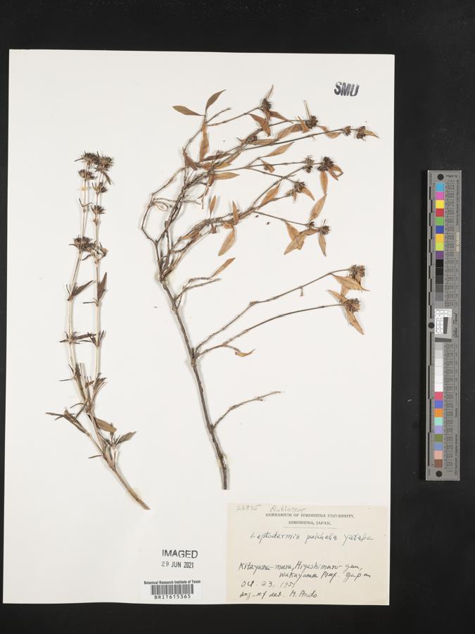 Leptodermis pulchella image