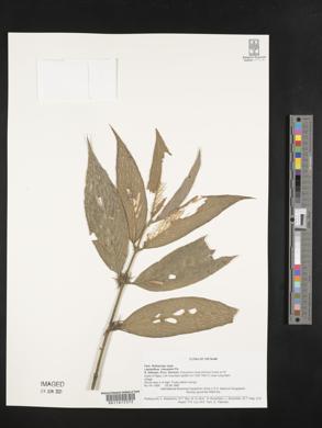 Lasianthus chevalieri image