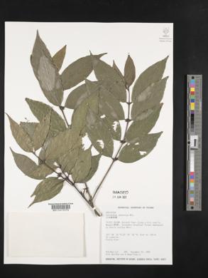 Image of Lasianthus japonicus