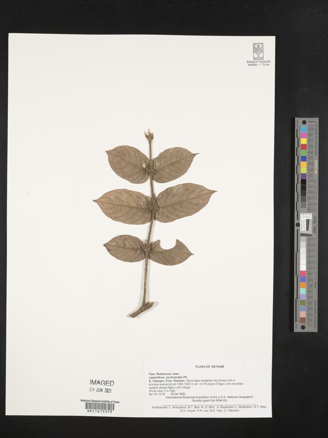 Lasianthus attenuatus var. attenuatus image