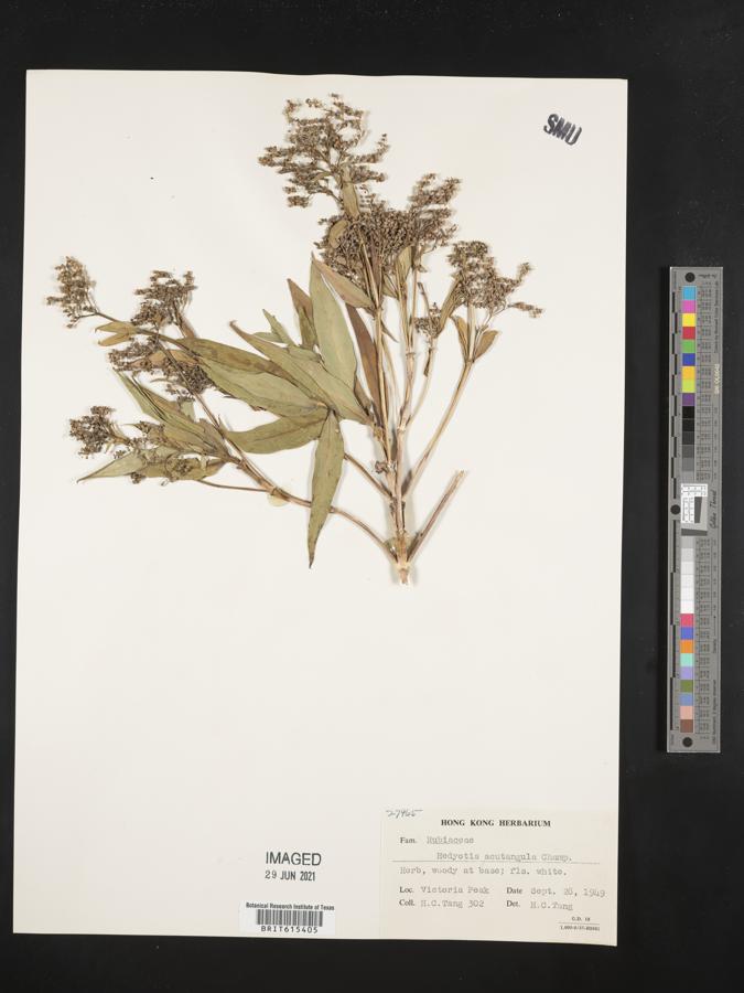 Hedyotis acutangula image