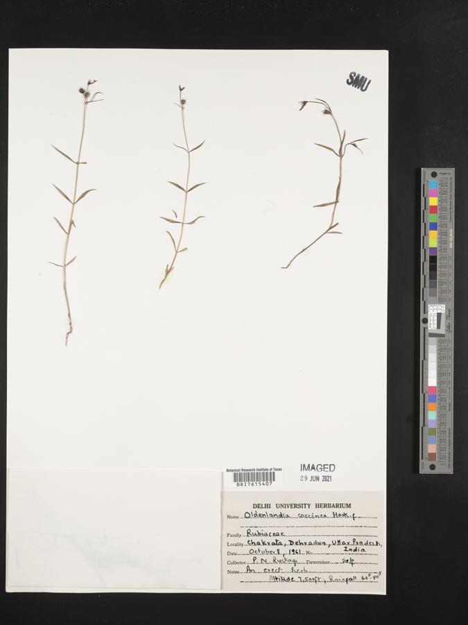 Kohautia coccinea image