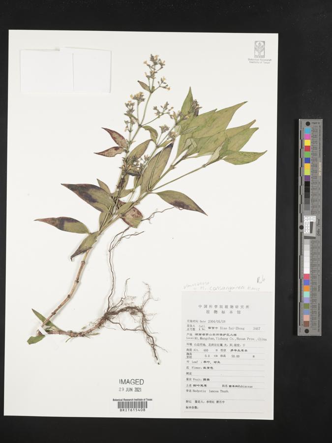 Hedyotis minutopuberula image