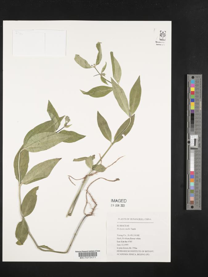 Hedyotis mellii image
