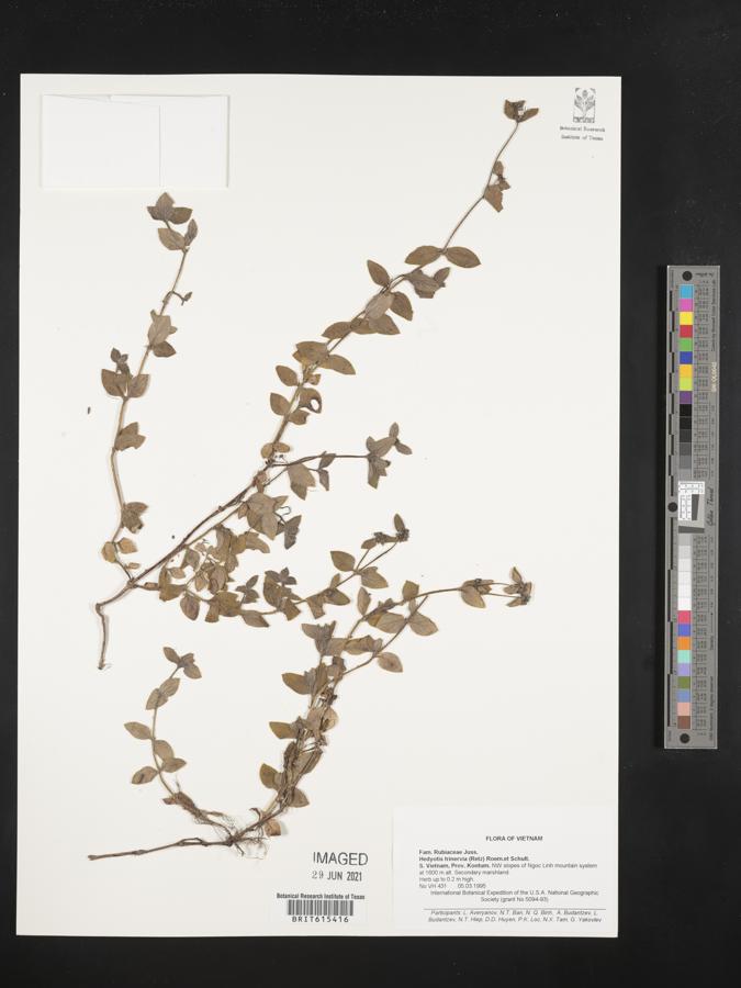 Edrastima trinervia image