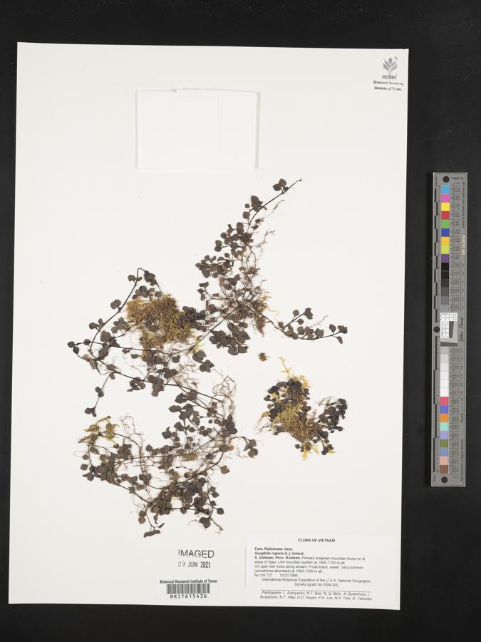 Geophila repens image