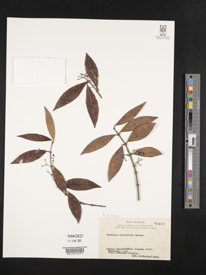 Oxyceros longiflorus image