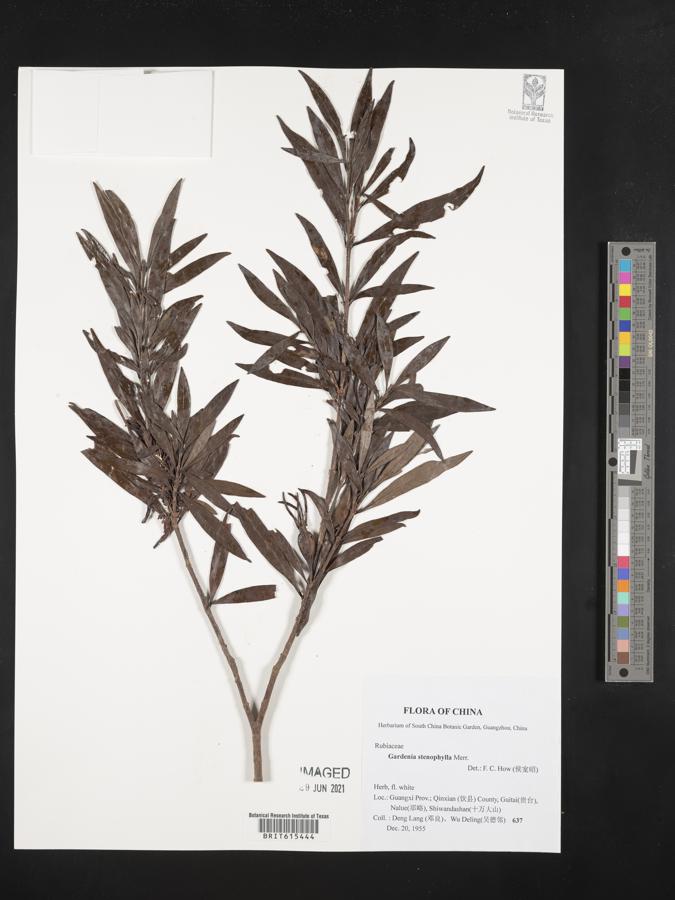 Gardenia stenophylla image