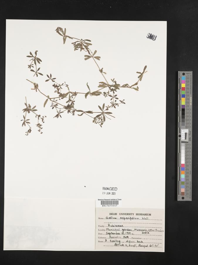 Galium asperifolium image