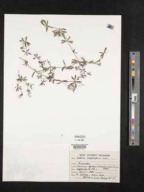 Image of Galium asperifolium