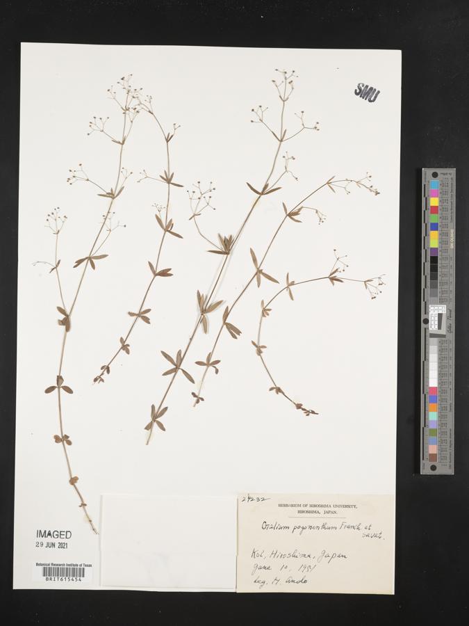 Galium bungei var. bungei image