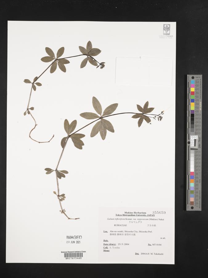 Galium japonicum image