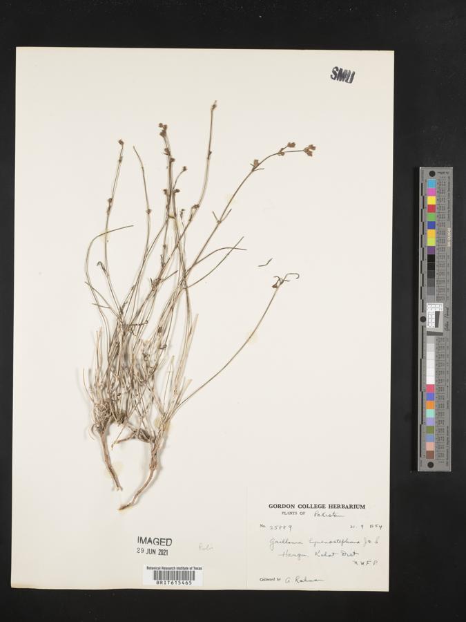 Plocama hymenostephana image