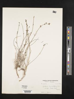 Media resource of Plocama hymenostephana