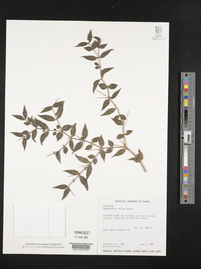 Damnacanthus indicus image