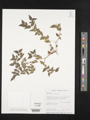 Damnacanthus indicus image