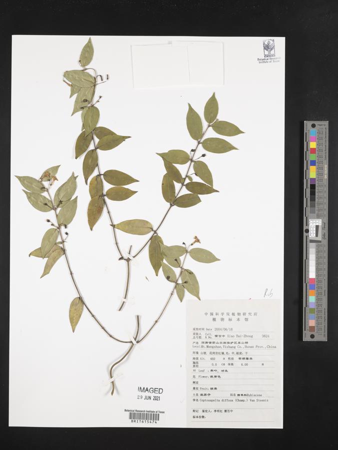 Coptosapelta diffusa image