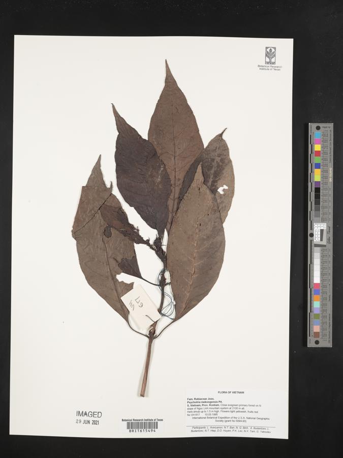 Psychotria mekongensis image