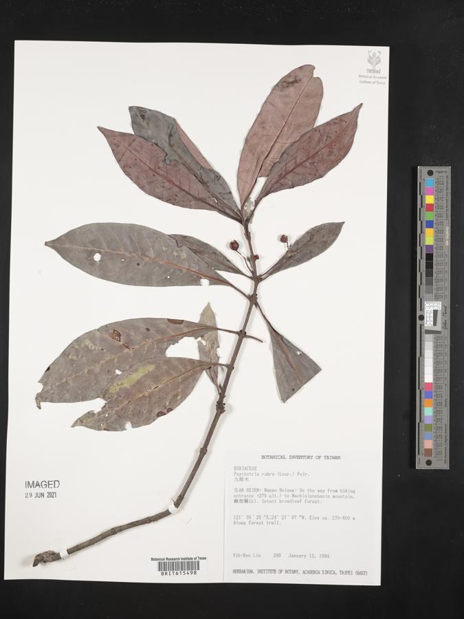 Psychotria asiatica image