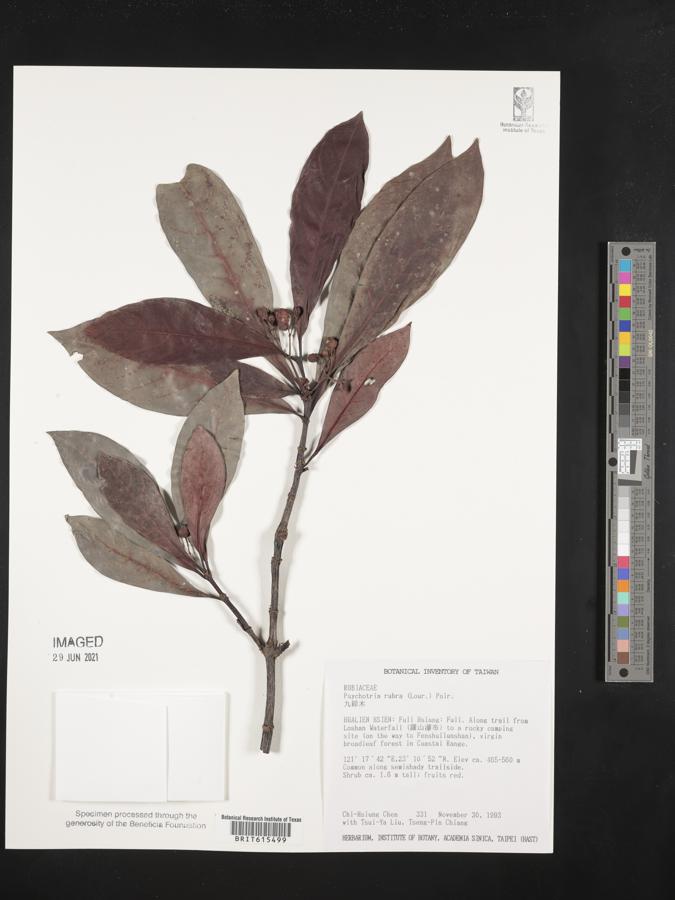 Psychotria asiatica image