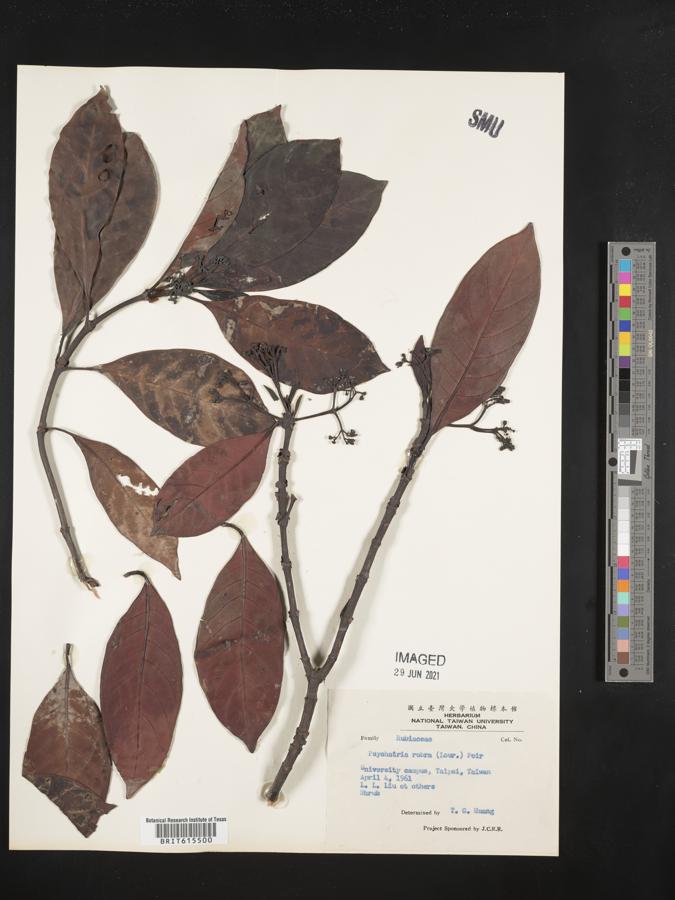 Psychotria asiatica image