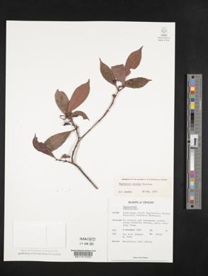 Psychotria sordida image