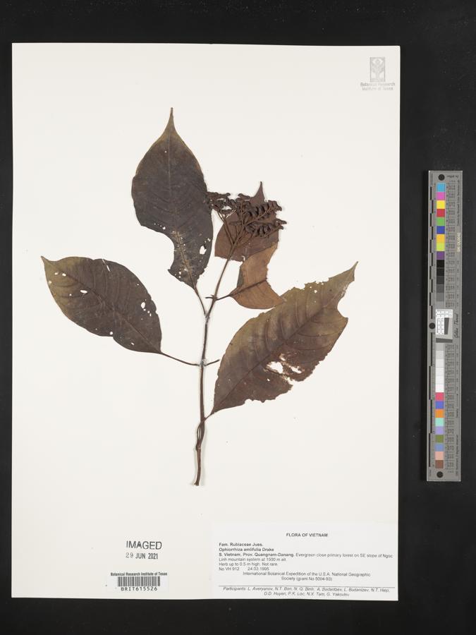 Ophiorrhiza amplifolia image