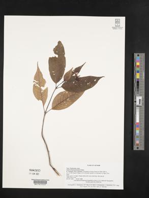 Ophiorrhiza baviensis image