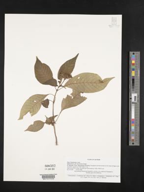 Ophiorrhiza baviensis image