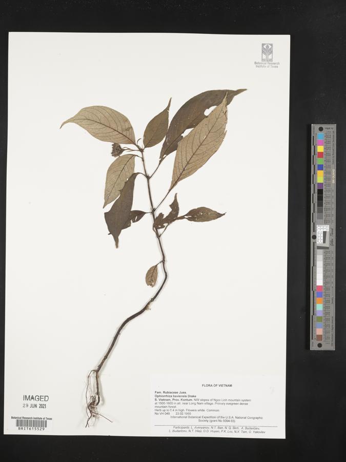 Ophiorrhiza baviensis image