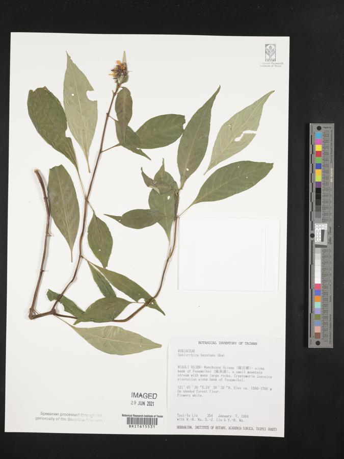 Ophiorrhiza hayatana image
