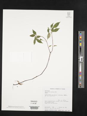 Media resource of Ophiorrhiza hayatana