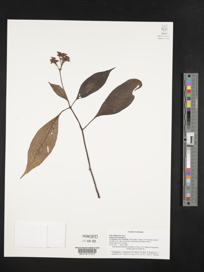 Ophiorrhiza mungos image