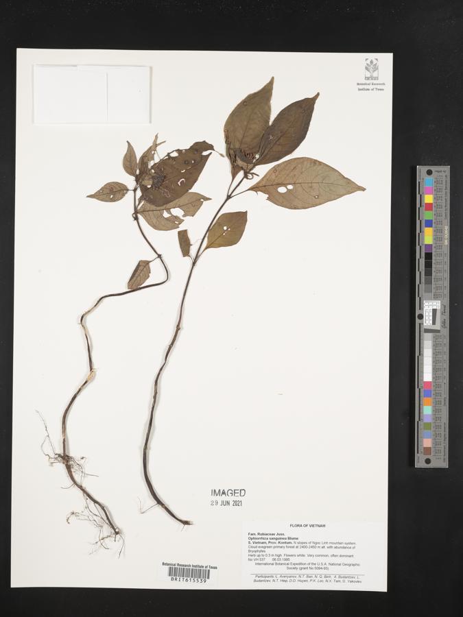 Ophiorrhiza sanguinea image