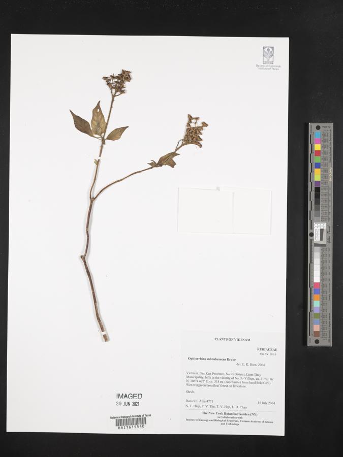 Ophiorrhiza subrubescens image
