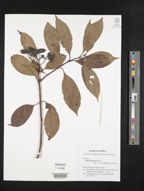 Mussaenda erosa image