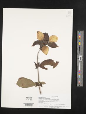 Media resource of Mussaenda erosa