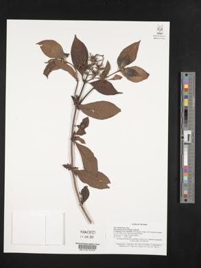 Mussaenda erosa image