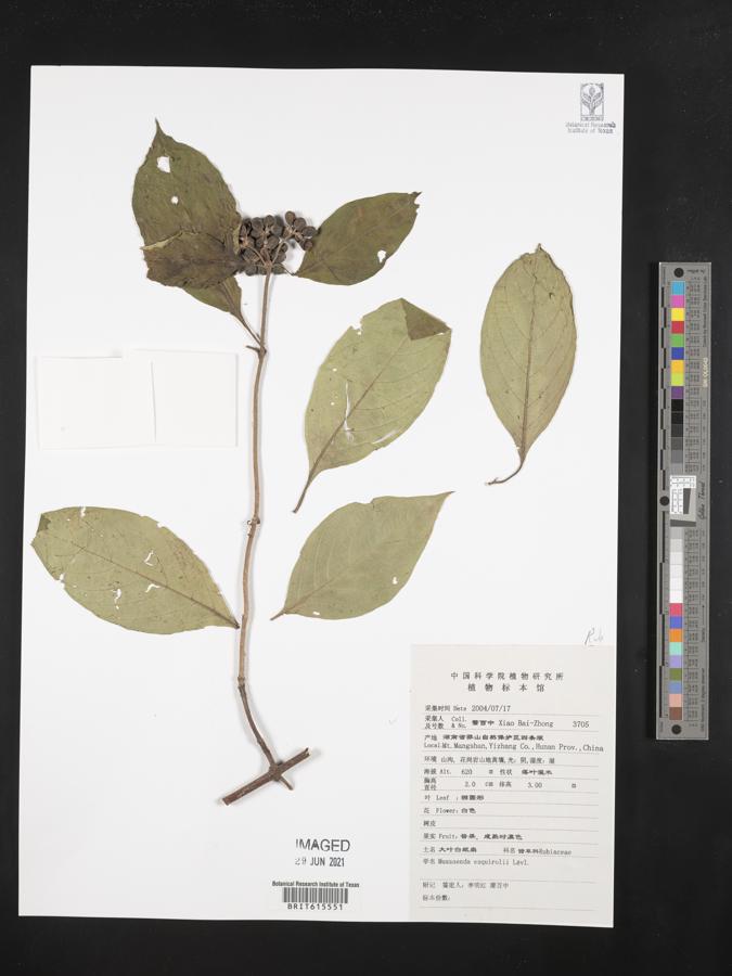 Mussaenda shikokiana image