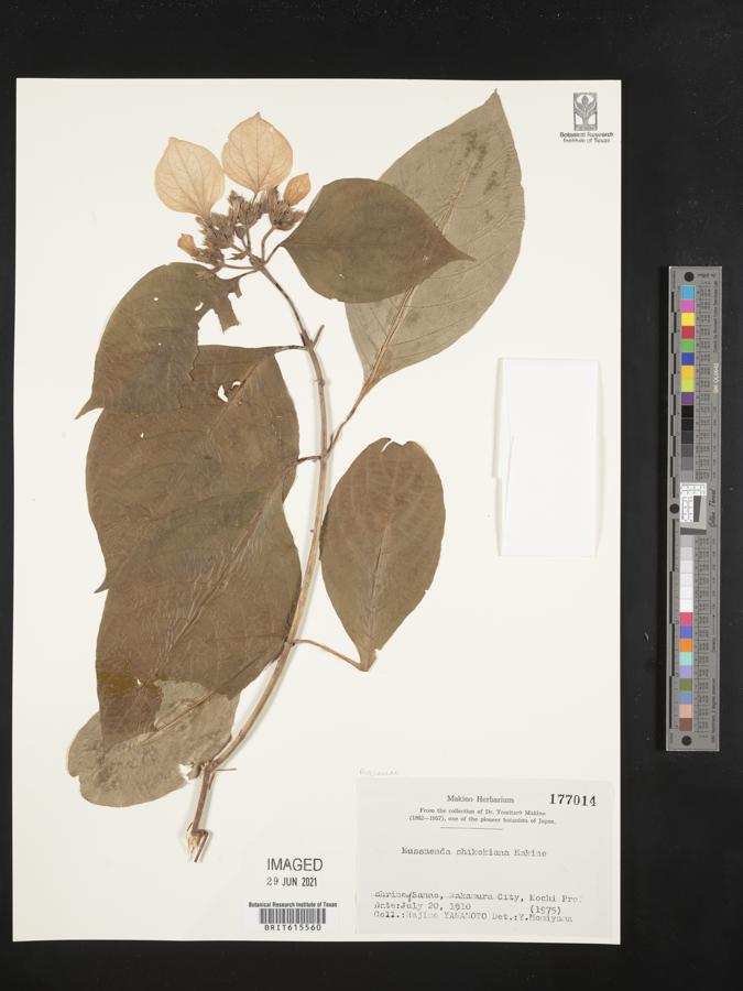 Mussaenda shikokiana image