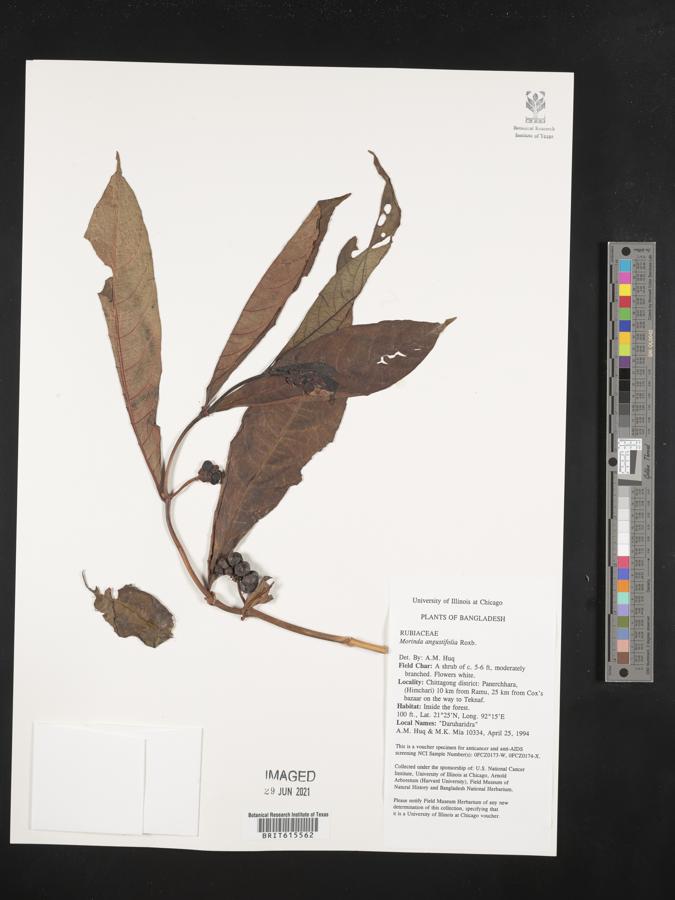 Morinda angustifolia image