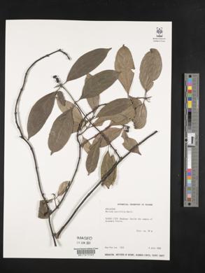 Gynochthodes parvifolia image