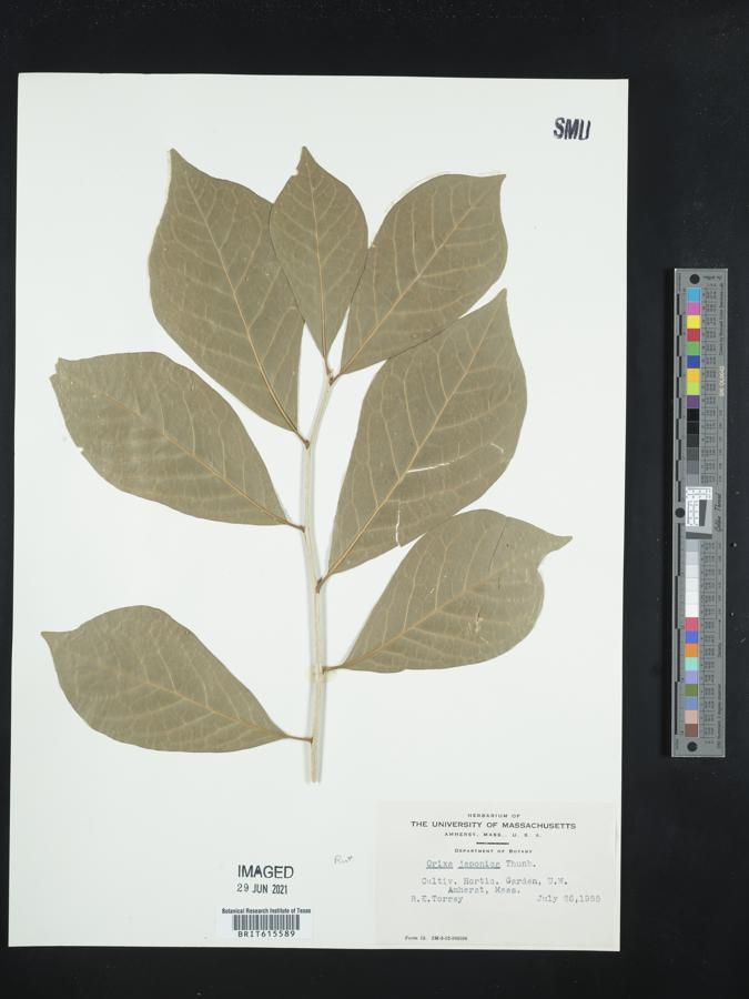 Orixa japonica image